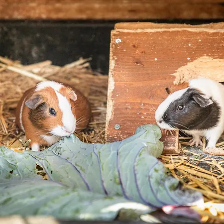 Haarlehenhof Alojamento de Turismo Rural Grossarl