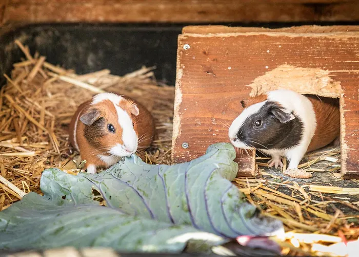 Haarlehenhof Alojamento de Turismo Rural Grossarl