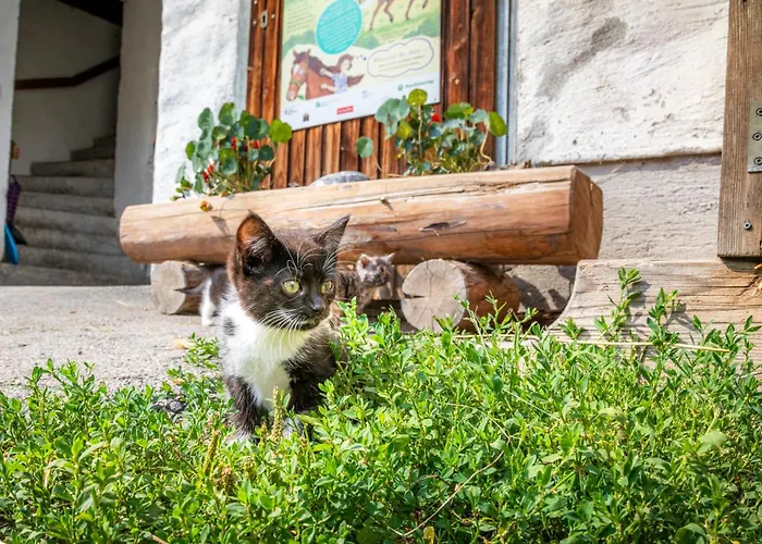 Haarlehenhof * Grossarl