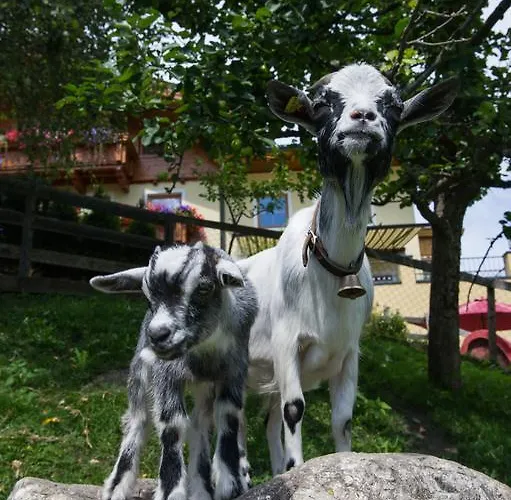 Haarlehenhof Farma Grossarl